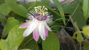 Passiflora sublanceolata x P. foetida