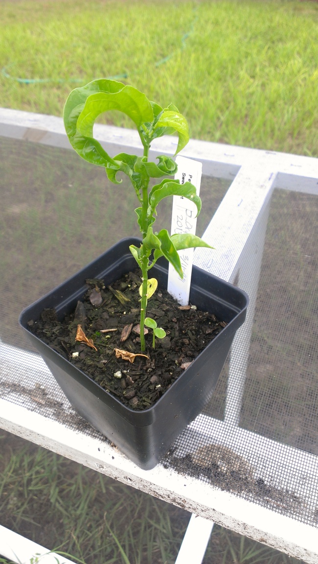 Oryzalin treated Passiflora edulis