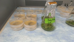 This shows the little plates with callus (from suspension) in enzymes, and feathered leaves in enzymes. Callus is Meiwa kumquat and leaves are from Ray Ruby grapefruit. This is part of my PhD project.