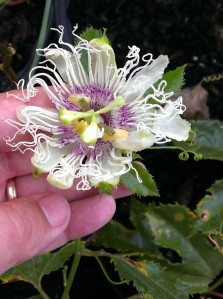 This is the first bloom of an oryzalin converted tetraploid (putative) of an F1 Passiflora edulis x incarnata hybrid. This flower had some abnormalities, which may sort themselves out with time. 