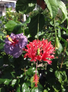 Hibiscus schizopetalus and H. rosa-sinensis